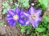 Clematis