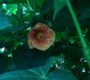 Abutilon pictum