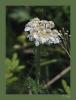 Achillea multifida    - Civanperemi - Uluda Endemii