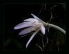 Colchicum micranthum / Narin acidem