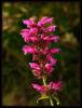 Agastache  'sangria'