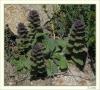 Ajuga Orientalis - Mayasl Otu