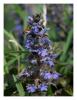 Ajuga Reptans L. -  Da Mayaslotu