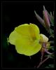 Oenothera biennis L. - Akam iei