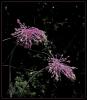 Allium Carinatum Linnaeus Subsp. - Kastamonu