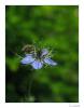 Nigella damascena - am rekotu