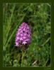 Anacamptis pyramidalis - am Salebi