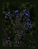 Anchusa officinalis L - Tbbi Srdili