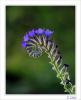 Anchusa officinalis L - Tbbi Srdili