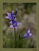 Campanula Rapunculus - an iei