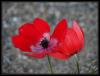 Anemone Coronaria    L. - Manisa Lalesi