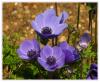 Anemone Coronaria