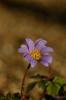 Anemone Blanda - Yourcuk