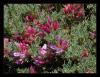 Astragalus idae sirj - Endemik Geven
