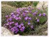 Aubrieta deltoidea (l.) Dc. - Adi Obrizya