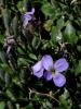 Aubrieta Deltoidea - Obrizya