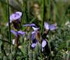 Aubrieta Deltoidea - Obrizya