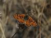 Benekli parhan - Melitaea Didyma - Erkek birey