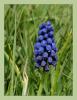 Muscari bourgaei - Antalya