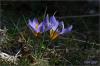 bradi idemi- Crocus Biflorus Subsp. Isauricus - Endemik