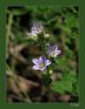 Campanula lyrata - an iei