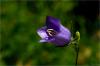 Campanula Persicifolia - Uluda