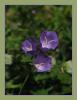 Campanula persicifolia - an iei