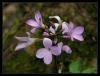 Cardamine bulbifera (l.) Crantz - Kpk Otu