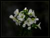 Cardamine pratensis - ayr Kpkotu