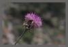 Centaurea Scopulorum Var. Scopulorum (peygamber Çiçeği)-endemik