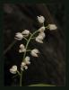 Cephalantera longifolia - Uzun iekli Sefalentera