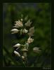 Cephalanthera Longifolia