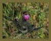 Cirsium eriophorum (l.) Scop. - Uluda