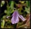 Clematis viticella  L. - Akasma