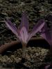 Colchicum Cilicicum