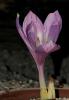 Colchicum Kotschyii