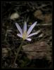 Colchicum micranthum - Narin acidem