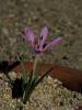 Colchicum pusillum