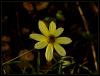 Coreopsis Verticillata