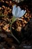 Crocus baytopiorum - Endemik