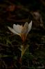 'crocus Biflorus Subsp. Biflorus'