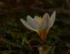 'crocus Biflorus Subsp. Biflorus'