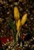 Crocus Danfordiae