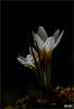 Crocus danfordiae - Endemik