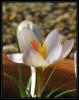 Crocus leichtlinii - Endemik