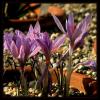 Crocus oreocreticus - Girit Da idemi