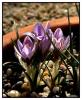 Crocus reticulatus subsp. reticulatus - rgl idem