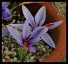 Crocus wattiorum - Endemik