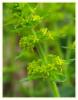 Cruciata taurica (pallas Ex Willd.) Ehrend.