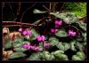 Cyclamen coum  Miller - Sklamen